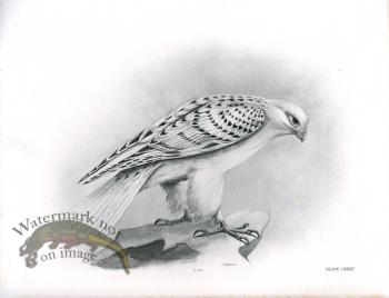Bird 36  GREENLAND FALCON